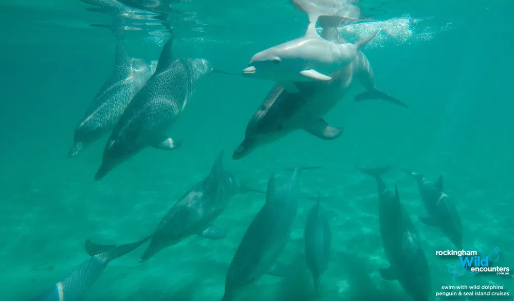Swimming with Wild Dolphins off Perth in September