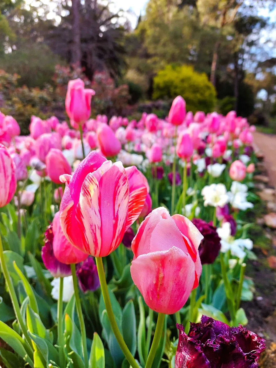 Araluen Botanic Park, Perth