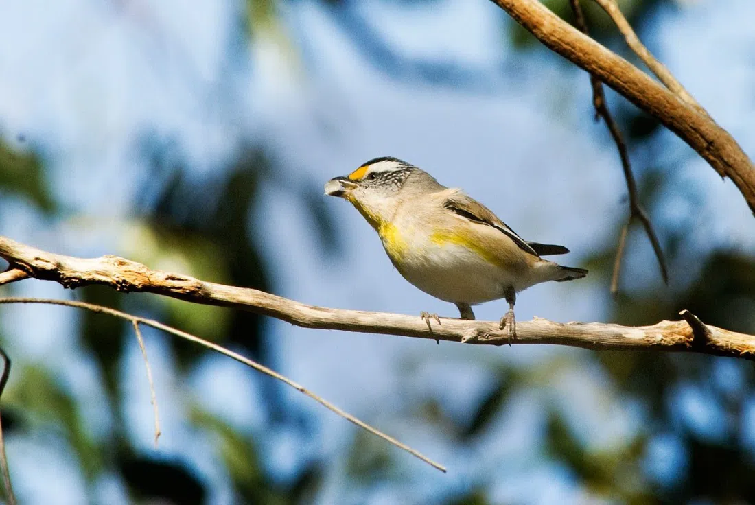 Bold Park guided wildflower walks, Perth