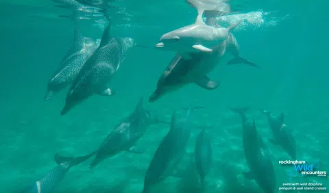 Swimming with Wild Dolphins off Perth in September