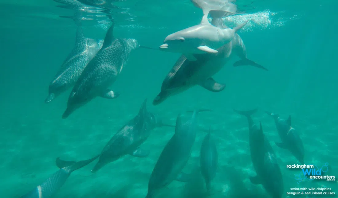 Perth Wildlife Encounters — Swim with Wild Dolphins, Perth